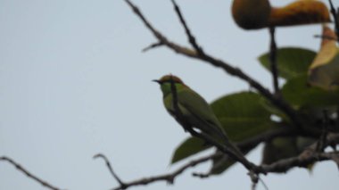 Sonbahar parkında baharda yemyeşil bir bahçe. Yaz Sebzeleri Sırasındaki Konut Bahçesi Bitkileri. Arka bahçede bir çiçek bahçesi. Kiraz Çiçekleri ve Benç. Parktaki patika. Yeşil yapraklı ağaçlar yeşil çimlerde Bulutlu mavi gökyüzüne karşı.