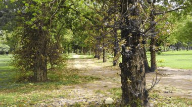 Sonbahar parkında baharda yemyeşil bir bahçe. Yaz Sebzeleri Sırasındaki Konut Bahçesi Bitkileri. Arka bahçede bir çiçek bahçesi. Kiraz Çiçekleri ve Benç. Parktaki patika. Yeşil yapraklı ağaçlar yeşil çimlerde Bulutlu mavi gökyüzüne karşı.