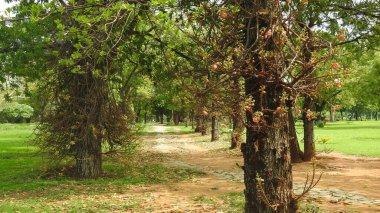 Sonbahar parkında baharda yemyeşil bir bahçe. Yaz Sebzeleri Sırasındaki Konut Bahçesi Bitkileri. Arka bahçede bir çiçek bahçesi. Kiraz Çiçekleri ve Benç. Parktaki patika. Yeşil yapraklı ağaçlar yeşil çimlerde Bulutlu mavi gökyüzüne karşı.
