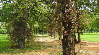 Sonbahar parkında baharda yemyeşil bir bahçe. Yaz Sebzeleri Sırasındaki Konut Bahçesi Bitkileri. Arka bahçede bir çiçek bahçesi. Kiraz Çiçekleri ve Benç. Parktaki patika. Yeşil yapraklı ağaçlar yeşil çimlerde Bulutlu mavi gökyüzüne karşı.