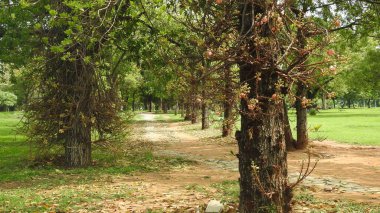 Sonbahar parkında baharda yemyeşil bir bahçe. Yaz Sebzeleri Sırasındaki Konut Bahçesi Bitkileri. Arka bahçede bir çiçek bahçesi. Kiraz Çiçekleri ve Benç. Parktaki patika. Yeşil yapraklı ağaçlar yeşil çimlerde Bulutlu mavi gökyüzüne karşı.