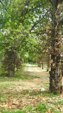 Sonbahar parkında baharda yemyeşil bir bahçe. Yaz Sebzeleri Sırasındaki Konut Bahçesi Bitkileri. Arka bahçede bir çiçek bahçesi. Kiraz Çiçekleri ve Benç. Parktaki patika. Yeşil yapraklı ağaçlar yeşil çimlerde Bulutlu mavi gökyüzüne karşı.
