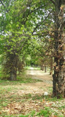 Sonbahar parkında baharda yemyeşil bir bahçe. Yaz Sebzeleri Sırasındaki Konut Bahçesi Bitkileri. Arka bahçede bir çiçek bahçesi. Kiraz Çiçekleri ve Benç. Parktaki patika. Yeşil yapraklı ağaçlar yeşil çimlerde Bulutlu mavi gökyüzüne karşı.