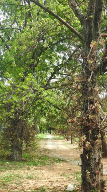 Sonbahar parkında baharda yemyeşil bir bahçe. Yaz Sebzeleri Sırasındaki Konut Bahçesi Bitkileri. Arka bahçede bir çiçek bahçesi. Kiraz Çiçekleri ve Benç. Parktaki patika. Yeşil yapraklı ağaçlar yeşil çimlerde Bulutlu mavi gökyüzüne karşı.