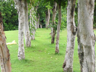 Sonbahar parkında baharda yemyeşil bir bahçe. Yaz Sebzeleri Sırasındaki Konut Bahçesi Bitkileri. Arka bahçede bir çiçek bahçesi. Kiraz Çiçekleri ve Benç. Parktaki patika. Yeşil yapraklı ağaçlar yeşil çimlerde Bulutlu mavi gökyüzüne karşı.
