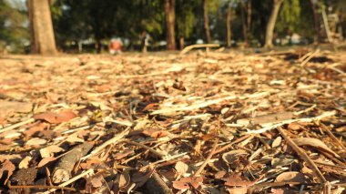 Tepedeki renkli çiçeklerden oluşan güzel bir bahçe. Sonbahar parkında baharda yemyeşil bir bahçe. Yaz Sebzeleri Sırasındaki Konut Bahçesi Bitkileri. Arka bahçede bir çiçek bahçesi. Kiraz Çiçekleri ve Benç. Parktaki patika. Yeşil yapraklı ağaçlar 