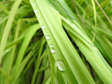 Tepedeki renkli çiçeklerden oluşan güzel bir bahçe. Sonbahar parkında baharda yemyeşil bir bahçe. Yaz Sebzeleri Sırasındaki Konut Bahçesi Bitkileri. Arka bahçede bir çiçek bahçesi. Kiraz Çiçekleri ve Benç. Parktaki patika. Yeşil yapraklı ağaçlar 
