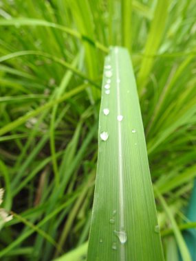 Tepedeki renkli çiçeklerden oluşan güzel bir bahçe. Sonbahar parkında baharda yemyeşil bir bahçe. Yaz Sebzeleri Sırasındaki Konut Bahçesi Bitkileri. Arka bahçede bir çiçek bahçesi. Kiraz Çiçekleri ve Benç. Parktaki patika. Yeşil yapraklı ağaçlar 
