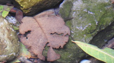 Tepedeki renkli çiçeklerden oluşan güzel bir bahçe. Sonbahar parkında baharda yemyeşil bir bahçe. Yaz Sebzeleri Sırasındaki Konut Bahçesi Bitkileri. Arka bahçede bir çiçek bahçesi. Kiraz Çiçekleri ve Benç. Parktaki patika. Yeşil yapraklı ağaçlar 