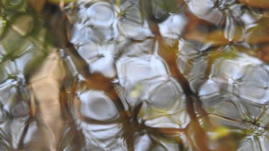 Ormandaki Yakın plan Aslan. Orman Kralı Aslan dinleniyor ve ayakta duruyor. Ormandaki Yakın plan Aslan. Orman Kralı Aslan dinleniyor ve ayakta duruyor. Büyük Afrika erkek aslanı, erkek Afrika aslanı yakın plan. Afrikalı Aslan Kapanışı Çimenlerde Yatıyor. Bir erkek aslan (Panthera Leo) 