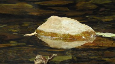 Ormandaki Yakın plan Aslan. Orman Kralı Aslan dinleniyor ve ayakta duruyor. Ormandaki Yakın plan Aslan. Orman Kralı Aslan dinleniyor ve ayakta duruyor. Büyük Afrika erkek aslanı, erkek Afrika aslanı yakın plan. Afrikalı Aslan Kapanışı Çimenlerde Yatıyor. Bir erkek aslan (Panthera Leo) 