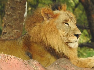 Siyah ve beyaz aslan, Afrika Aslanı 'nın Tek Krom' u yakın çekim görüntüsü. Ormandaki Yakın plan Aslan. Orman Kralı Aslan dinleniyor ve ayakta duruyor. Büyük Afrika erkek aslanı, erkek Afrika aslanı yakın plan. Afrikalı Aslan Kapanışı Çimenlerde Yatıyor. Bir erkek aslan Panthera Leo