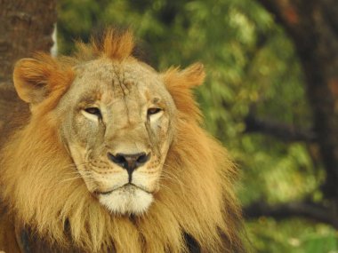 Siyah ve beyaz aslan, Afrika Aslanı 'nın Tek Krom' u yakın çekim görüntüsü. Ormandaki Yakın plan Aslan. Orman Kralı Aslan dinleniyor ve ayakta duruyor. Büyük Afrika erkek aslanı, erkek Afrika aslanı yakın plan. Afrikalı Aslan Kapanışı Çimenlerde Yatıyor. Bir erkek aslan Panthera Leo