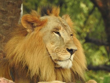 Siyah ve beyaz aslan, Afrika Aslanı 'nın Tek Krom' u yakın çekim görüntüsü. Ormandaki Yakın plan Aslan. Orman Kralı Aslan dinleniyor ve ayakta duruyor. Büyük Afrika erkek aslanı, erkek Afrika aslanı yakın plan. Afrikalı Aslan Kapanışı Çimenlerde Yatıyor. Bir erkek aslan Panthera Leo