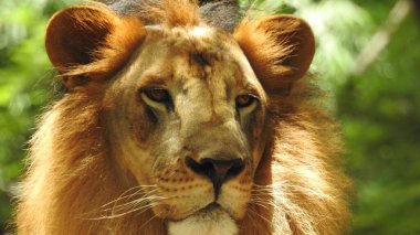 Ormandaki Yakın plan Aslan. Orman Kralı Aslan dinleniyor ve ayakta duruyor. Büyük Afrika erkek aslanı, erkek Afrika aslanı yakın plan. Afrikalı Aslan Kapanışı Çimenlerde Yatıyor. Dişlerini gösteren bir erkek aslan (Panthera Leo), bir çift Afrika aslanı portresi, Panthera yakın plan