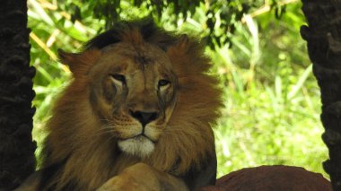 Ormandaki Yakın plan Aslan. Orman Kralı Aslan dinleniyor ve ayakta duruyor. Büyük Afrika erkek aslanı, erkek Afrika aslanı yakın plan. Afrikalı Aslan Kapanışı Çimenlerde Yatıyor. Dişlerini gösteren bir erkek aslan (Panthera Leo), bir çift Afrika aslanı portresi, Panthera yakın plan