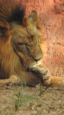 Ormandaki Yakın plan Aslan. Orman Kralı Aslan dinleniyor ve ayakta duruyor. Ormandaki Yakın plan Aslan. Orman Kralı Aslan dinleniyor ve ayakta duruyor. Büyük Afrika erkek aslanı, erkek Afrika aslanı yakın plan. Afrikalı Aslan Kapanışı Çimenlerde Yatıyor. Afrika erkek aslanı (Panthera Leo) 