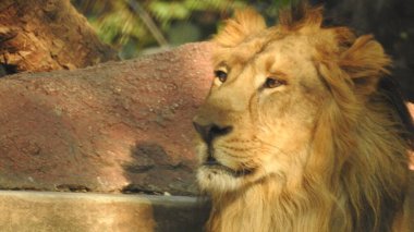 Ormandaki Yakın plan Aslan. Orman Kralı Aslan dinleniyor ve ayakta duruyor. Ormandaki Yakın plan Aslan. Orman Kralı Aslan dinleniyor ve ayakta duruyor. Büyük Afrika erkek aslanı, erkek Afrika aslanı yakın plan. Afrikalı Aslan Kapanışı Çimenlerde Yatıyor. Afrika erkek aslanı (Panthera Leo) 