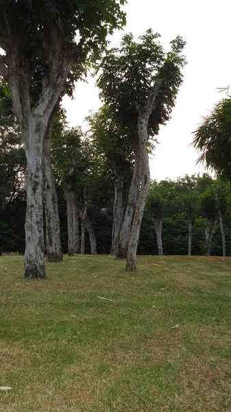 Sonbahar parkında baharda yemyeşil bir bahçe. Yaz Sebzeleri Sırasındaki Konut Bahçesi Bitkileri. Arka bahçede bir çiçek bahçesi. Kiraz Çiçekleri ve Benç. Parktaki patika. Yeşil yapraklı ağaçlar yeşil çimlerde Bulutlu mavi gökyüzüne karşı.