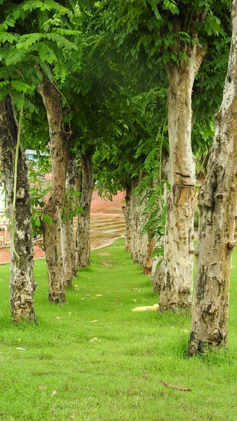 Sonbahar parkında baharda yemyeşil bir bahçe. Yaz Sebzeleri Sırasındaki Konut Bahçesi Bitkileri. Arka bahçede bir çiçek bahçesi. Kiraz Çiçekleri ve Benç. Parktaki patika. Yeşil yapraklı ağaçlar yeşil çimlerde Bulutlu mavi gökyüzüne karşı.