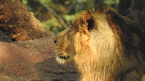 Ormandaki Yakın plan Aslan. Orman Kralı Aslan dinleniyor ve ayakta duruyor. Ormandaki Yakın plan Aslan. Orman Kralı Aslan dinleniyor ve ayakta duruyor. Büyük Afrika erkek aslanı, erkek Afrika aslanı yakın plan. Afrikalı Aslan Kapanışı Çimenlerde Yatıyor. Afrika erkek aslanı (Panthera Leo) 