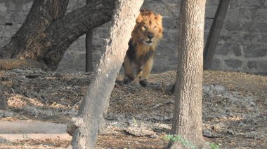Ormandaki Yakın plan Aslan. Orman Kralı Aslan dinleniyor ve ayakta duruyor. Ormandaki Yakın plan Aslan. Orman Kralı Aslan dinleniyor ve ayakta duruyor. Büyük Afrika erkek aslanı, erkek Afrika aslanı yakın plan. Afrikalı Aslan Kapanışı Çimenlerde Yatıyor. Afrika erkek aslanı (Panthera Leo) 