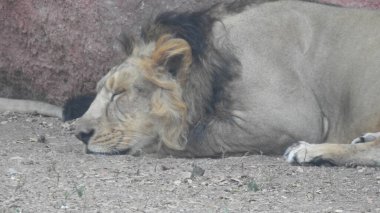 Ormandaki Yakın plan Aslan. Orman Kralı Aslan dinleniyor ve ayakta duruyor. Ormandaki Yakın plan Aslan. Orman Kralı Aslan dinleniyor ve ayakta duruyor. Büyük Afrika erkek aslanı, erkek Afrika aslanı yakın plan. Afrikalı Aslan Kapanışı Çimenlerde Yatıyor. Afrika erkek aslanı (Panthera Leo) 