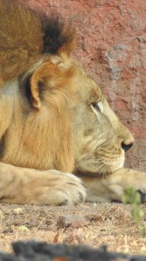 Ormandaki Yakın plan Aslan. Orman Kralı Aslan dinleniyor ve ayakta duruyor. Lions FAce. Afrika aslanı portresi, Ormandaki Yakından Aslan. Orman Kralı Aslan dinleniyor ve ayakta duruyor. Afrika aslanı (Panthera Leo) dişlerini gösteriyor. Ormanda büyük Afrika Erkek Aslanı var..