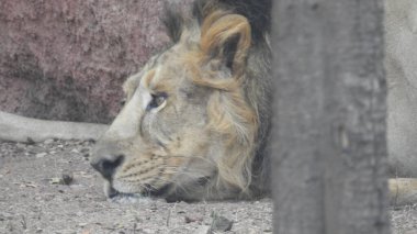 Ormandaki Yakın plan Aslan. Orman Kralı Aslan dinleniyor ve ayakta duruyor. Lions FAce. Afrika aslanı portresi, Ormandaki Yakından Aslan. Orman Kralı Aslan dinleniyor ve ayakta duruyor. Afrika aslanı (Panthera Leo) dişlerini gösteriyor. Ormanda büyük Afrika Erkek Aslanı var..