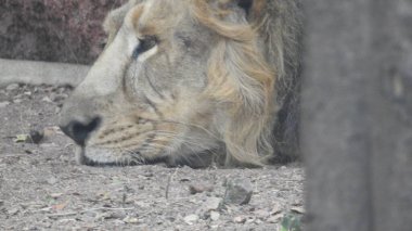 Ormandaki Yakın plan Aslan. Orman Kralı Aslan dinleniyor ve ayakta duruyor. Lions FAce. Afrika aslanı portresi, Ormandaki Yakından Aslan. Orman Kralı Aslan dinleniyor ve ayakta duruyor. Afrika aslanı (Panthera Leo) dişlerini gösteriyor. Ormanda büyük Afrika Erkek Aslanı var..