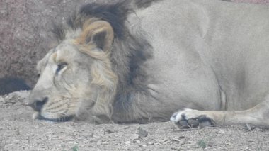 Ormandaki Yakın plan Aslan. Orman Kralı Aslan dinleniyor ve ayakta duruyor. Lions FAce. Afrika aslanı portresi, Ormandaki Yakından Aslan. Orman Kralı Aslan dinleniyor ve ayakta duruyor. Afrika aslanı (Panthera Leo) dişlerini gösteriyor. Ormanda büyük Afrika Erkek Aslanı var..