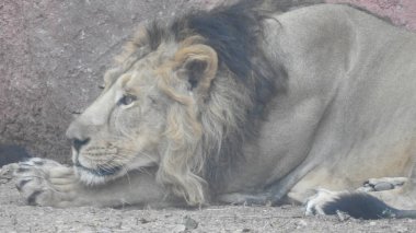 Ormandaki Yakın plan Aslan. Orman Kralı Aslan dinleniyor ve ayakta duruyor. Lions FAce. Afrika aslanı portresi, Ormandaki Yakından Aslan. Orman Kralı Aslan dinleniyor ve ayakta duruyor. Afrika aslanı (Panthera Leo) dişlerini gösteriyor. Ormanda büyük Afrika Erkek Aslanı var..