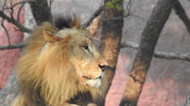 Ormandaki Yakın plan Aslan. Orman Kralı Aslan dinleniyor ve ayakta duruyor. Lions FAce. Afrika aslanı portresi, Ormandaki Yakından Aslan. Orman Kralı Aslan dinleniyor ve ayakta duruyor. Afrika aslanı (Panthera Leo) dişlerini gösteriyor. Ormanda büyük Afrika Erkek Aslanı var..