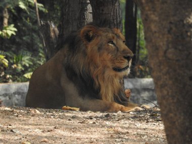 Afrika aslanı portresi, Ormandaki Yakından Aslan. Orman Kralı Aslan dinleniyor ve ayakta duruyor. Lions FAce. Afrika aslanı (Panthera Leo) dişlerini gösteriyor. Büyük Afrika erkek aslanı, erkek Afrika aslanı yakın plan. Lions ailesi kumda yatıyor. Afrika aslanlarının portresi