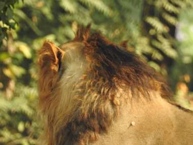 Afrika aslanı portresi, Ormandaki Yakından Aslan. Orman Kralı Aslan dinleniyor ve ayakta duruyor. Lions FAce. Afrika aslanı (Panthera Leo) dişlerini gösteriyor. Büyük Afrika erkek aslanı, erkek Afrika aslanı yakın plan. Lions ailesi kumda yatıyor. Afrika aslanlarının portresi