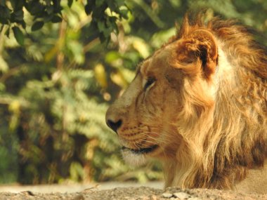 Afrika aslanı portresi, Ormandaki Yakından Aslan. Orman Kralı Aslan dinleniyor ve ayakta duruyor. Lions FAce. Afrika aslanı (Panthera Leo) dişlerini gösteriyor. Büyük Afrika erkek aslanı, erkek Afrika aslanı yakın plan. Lions ailesi kumda yatıyor. Afrika aslanlarının portresi