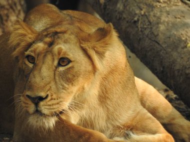 Afrika aslanı portresi, Ormandaki Yakından Aslan. Orman Kralı Aslan dinleniyor ve ayakta duruyor. Lions FAce. Afrika aslanı (Panthera Leo) dişlerini gösteriyor. Büyük Afrika erkek aslanı, erkek Afrika aslanı yakın plan. Lions ailesi kumda yatıyor. Afrika aslanlarının portresi