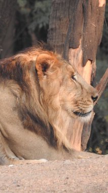 Ormandaki Yakın plan Aslan. Orman Kralı Aslan dinleniyor ve ayakta duruyor. Büyük Afrika erkek aslanı, erkek Afrika aslanı yakın plan. Afrikalı Aslan Kapanışı Çimenlerde Yatıyor. Dişlerini gösteren bir erkek aslan (Panthera Leo), bir çift Afrika aslanı portresi, Panthera yakın plan