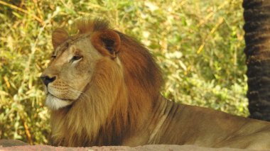 Ormandaki Yakın plan Aslan. Orman Kralı Aslan dinleniyor ve ayakta duruyor. Lions FAce. Yakın plan bir aslanın etkileyici yüzü ormandaki en büyük kedi ve en tehlikeli yırtıcı hayvan. Av aslanı yerde oturuyor, dinleniyor ve izliyor. Orman kralının aslanına yaklaşıyoruz..