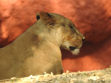 Ormandaki Yakın plan Aslan. Orman Kralı Aslan dinleniyor ve ayakta duruyor. Erkek ve genç dişi Afrika Aslanı, Güney Afrika. Bir çift Afrika aslanı portresi, Panthera aslanı, büyük hayvan figürü, akşam güneşi, Afrika aslan portresi. Afrika Aslanı portresi