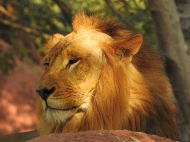 Ormandaki Yakın plan Aslan. Orman Kralı Aslan dinleniyor ve ayakta duruyor. Erkek ve genç dişi Afrika Aslanı, Güney Afrika. Bir çift Afrika aslanı portresi, Panthera aslanı, büyük hayvan figürü, akşam güneşi, Afrika aslan portresi. Afrika Aslanı portresi