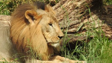 Ormandaki Yakın plan Aslan. Orman Kralı Aslan dinleniyor ve ayakta duruyor. Erkek ve genç dişi Afrika Aslanı, Güney Afrika. Bir çift Afrika aslanı portresi, Panthera aslanı, büyük hayvan figürü, akşam güneşi, Afrika aslan portresi. Afrika Aslanı portresi