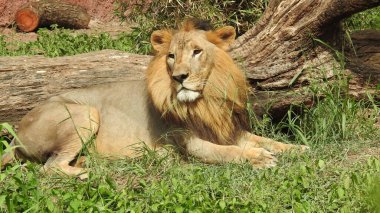 Ormandaki Yakın plan Aslan. Orman Kralı Aslan dinleniyor ve ayakta duruyor. Erkek ve genç dişi Afrika Aslanı, Güney Afrika. Bir çift Afrika aslanı portresi, Panthera aslanı, büyük hayvan figürü, akşam güneşi, Afrika aslan portresi. Afrika Aslanı portresi