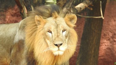 Ormandaki Yakın plan Aslan. Orman Kralı Aslan dinleniyor ve ayakta duruyor. Aslan Surat. Afrika aslanı dinleniyor, Büyük aslan çayırlarda uzanıyor. Savana arka planında aslan portresi ve Kilimanjaro Dağı. Aslan dinleniyor, bir taşın üzerinde yatıyor ve başka tarafa bakıyor. Afrika Aslanı