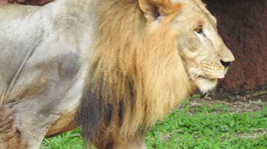 Ormandaki Yakın plan Aslan. Orman Kralı Aslan dinleniyor ve ayakta duruyor. Aslan Surat. Afrika aslanı dinleniyor, Büyük aslan çayırlarda uzanıyor. Savana arka planında aslan portresi ve Kilimanjaro Dağı. Aslan dinleniyor, bir taşın üzerinde yatıyor ve başka tarafa bakıyor. Afrika Aslanı