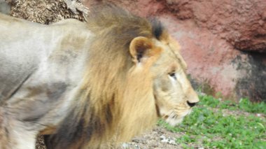 Ormandaki Yakın plan Aslan. Orman Kralı Aslan dinleniyor ve ayakta duruyor. Aslan Surat. Afrika aslanı dinleniyor, Büyük aslan çayırlarda uzanıyor. Savana arka planında aslan portresi ve Kilimanjaro Dağı. Aslan dinleniyor, bir taşın üzerinde yatıyor ve başka tarafa bakıyor. Afrika Aslanı