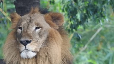 Ormandaki Yakın plan Aslan. Orman Kralı Aslan dinleniyor ve ayakta duruyor. Aslan Surat. Afrika aslanı dinleniyor, Büyük aslan çayırlarda uzanıyor. Savana arka planında aslan portresi ve Kilimanjaro Dağı. Aslan dinleniyor, bir taşın üzerinde yatıyor ve başka tarafa bakıyor. Afrika Aslanı