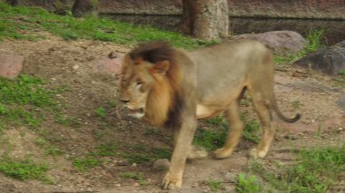 Ormandaki Yakın plan Aslan. Orman Kralı Aslan dinleniyor ve ayakta duruyor. Aslan Surat. Afrika aslanı dinleniyor, Büyük aslan çayırlarda uzanıyor. Savana arka planında aslan portresi ve Kilimanjaro Dağı. Aslan dinleniyor, bir taşın üzerinde yatıyor ve başka tarafa bakıyor. Afrika Aslanı