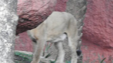 Ormandaki Yakın plan Aslan. Orman Kralı Aslan dinleniyor ve ayakta duruyor. Aslan Surat. Afrika aslanı dinleniyor, Büyük aslan çayırlarda uzanıyor. Savana arka planında aslan portresi ve Kilimanjaro Dağı. Aslan dinleniyor, bir taşın üzerinde yatıyor ve başka tarafa bakıyor. Afrika Aslanı