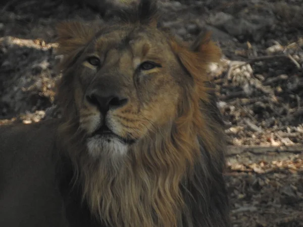 Afrika aslanı portresi, Ormandaki Yakından Aslan. Orman Kralı Aslan dinleniyor ve ayakta duruyor. Lions FAce. Afrika aslanı (Panthera Leo) dişlerini gösteriyor. Büyük Afrika erkek aslanı, erkek Afrika aslanı yakın plan. Lions ailesi kumda yatıyor. Afrika aslanlarının portresi